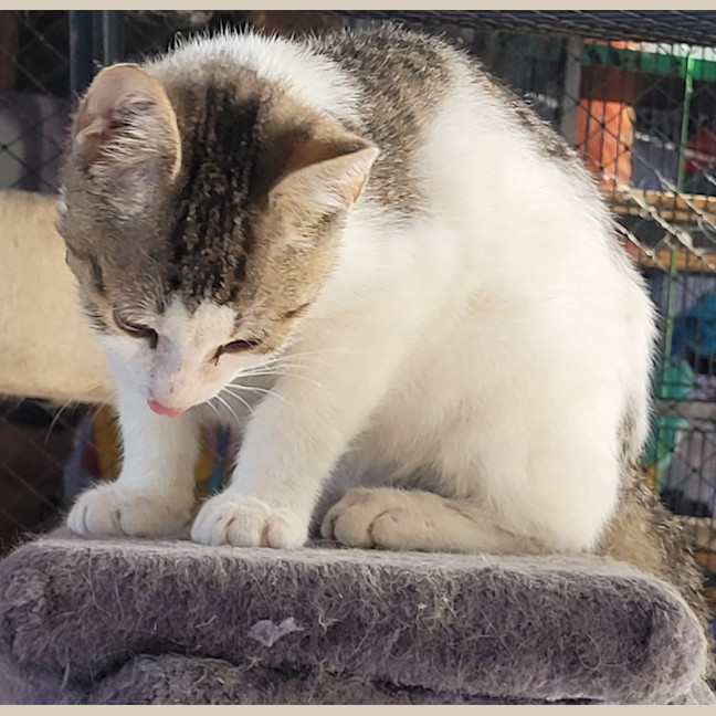 Photo of Patch
