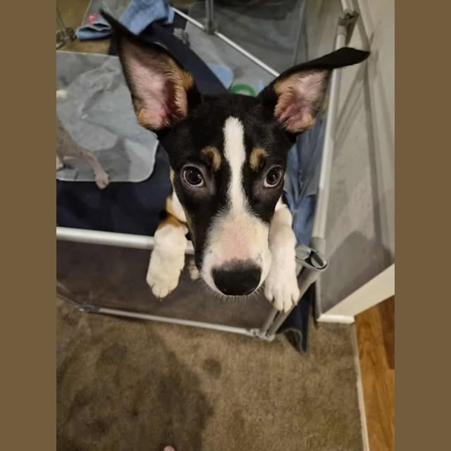 Photo of Jasper