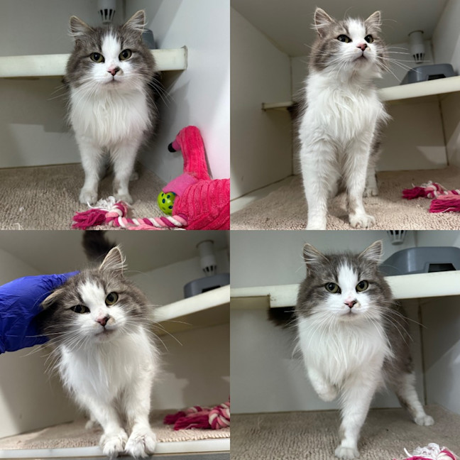 Photo of Pearl