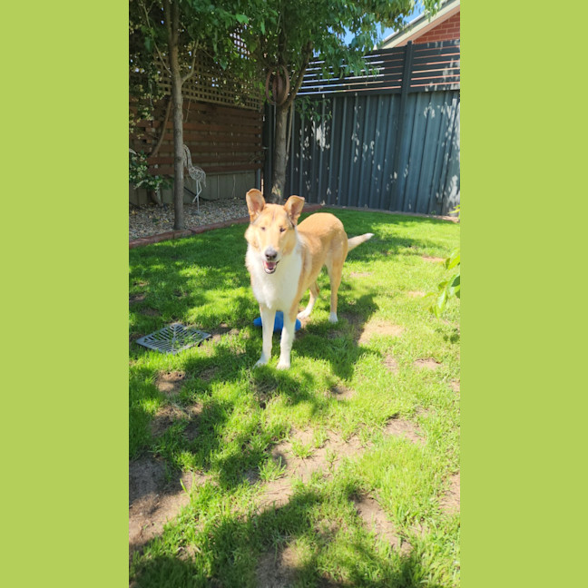 Photo of Jock