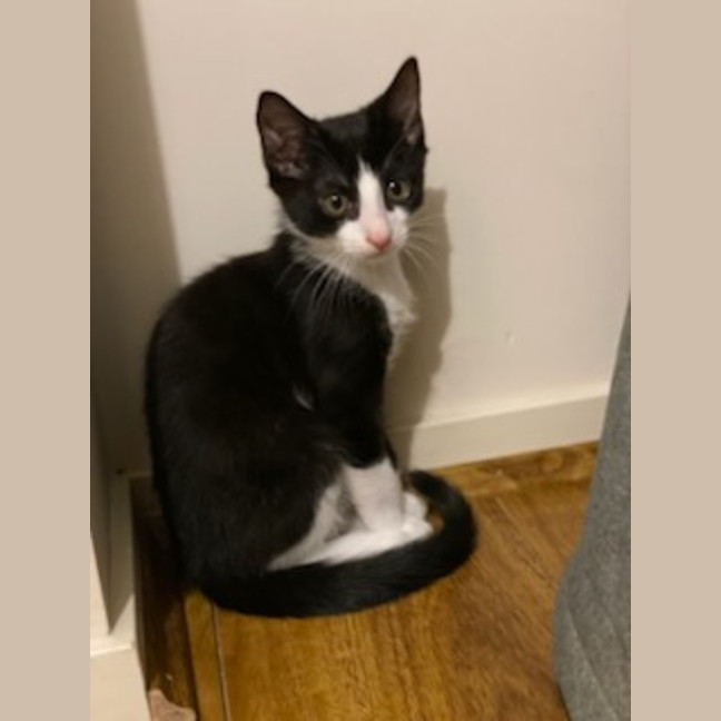 Photo of Blacky *9 Lives Project Rescue*