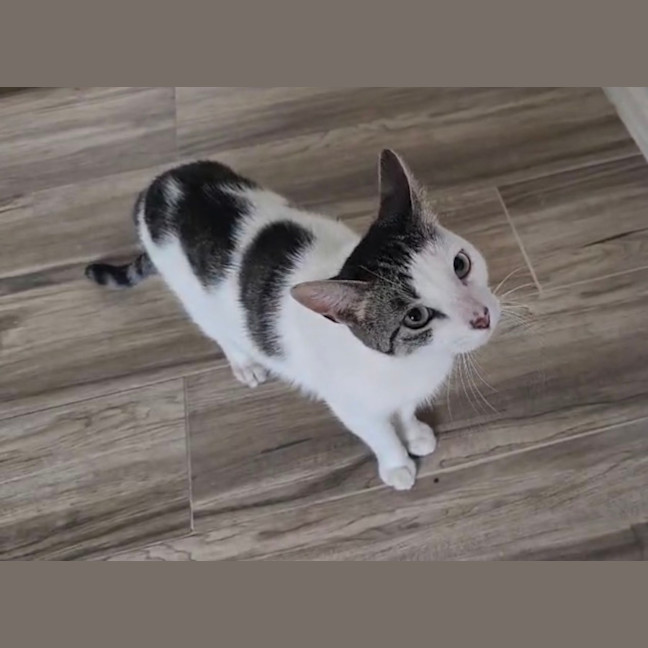 Photo of Simba