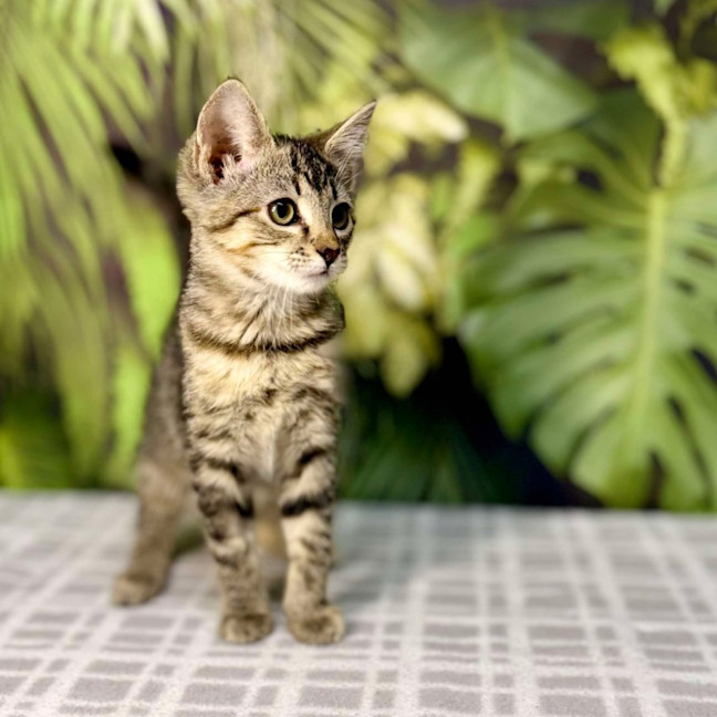 Photo of Uma   Located In Preston