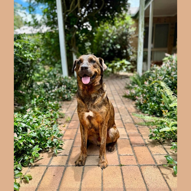 Photo of Dexter *$250 Adoption Fee*