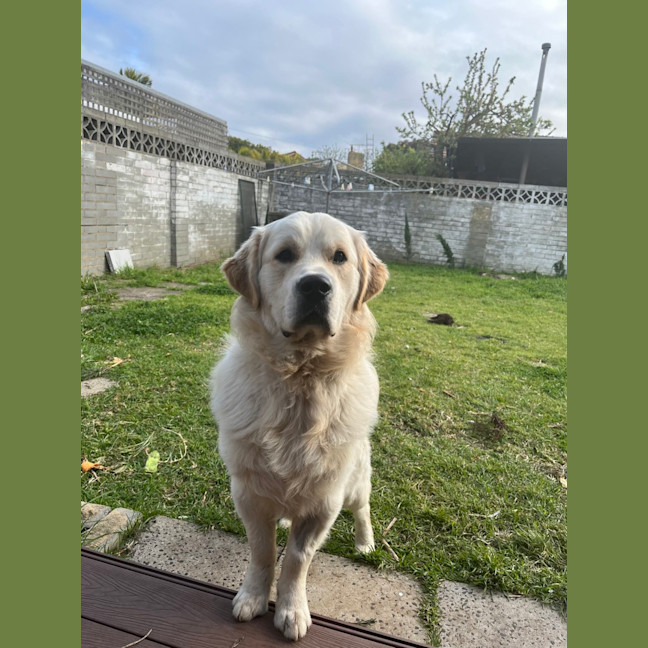 Photo of Walter (Was Cookie)