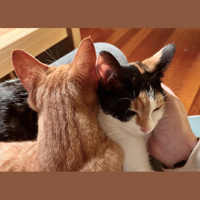 Photo of Rosie & Rudy 