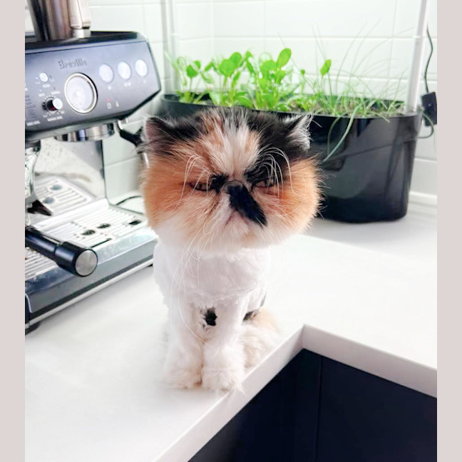 Photo of 🍨Coyo🍨
