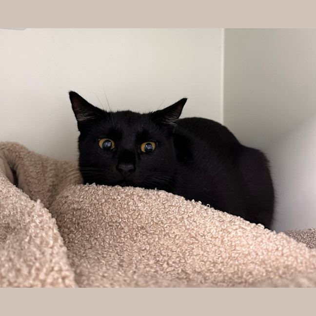 Photo of Boo