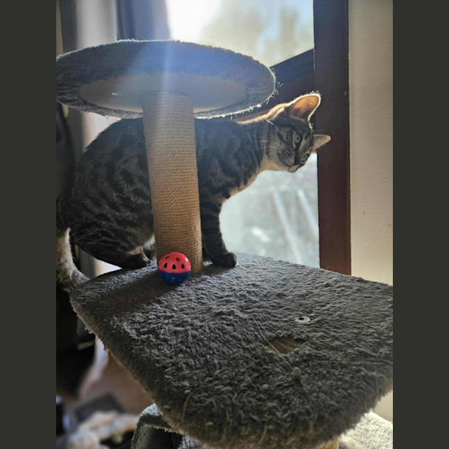 Photo of Oscar   Located In Boronia 