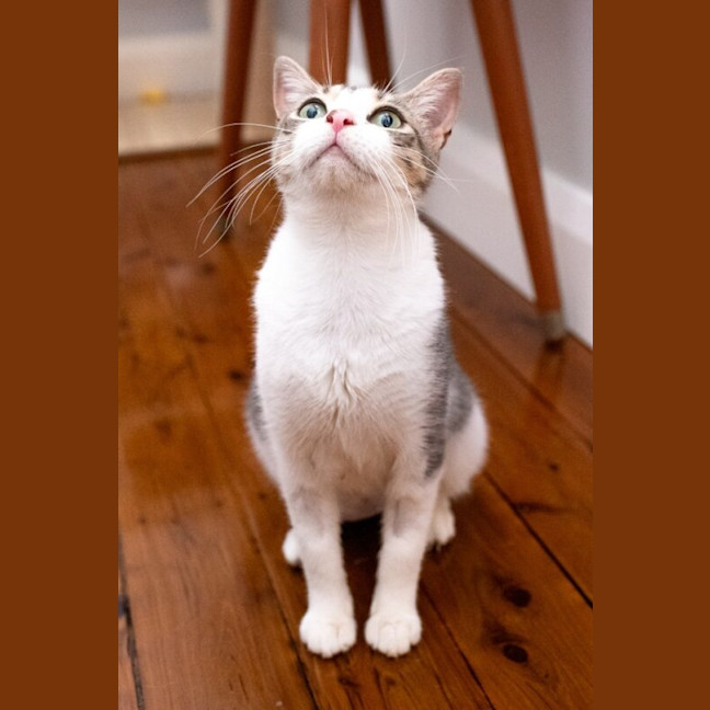Photo of Pixie