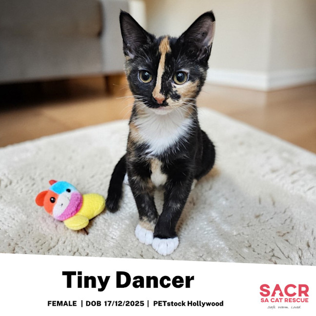 Photo of Tiny Dancer