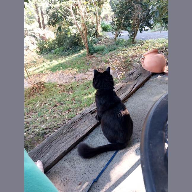 Photo of Leonard The Chatty Gentleman