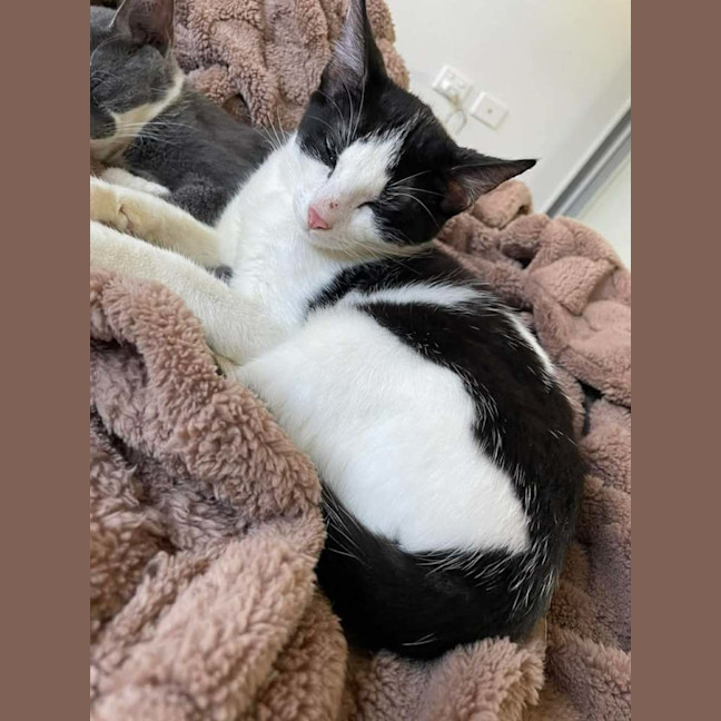 Photo of Hiccup