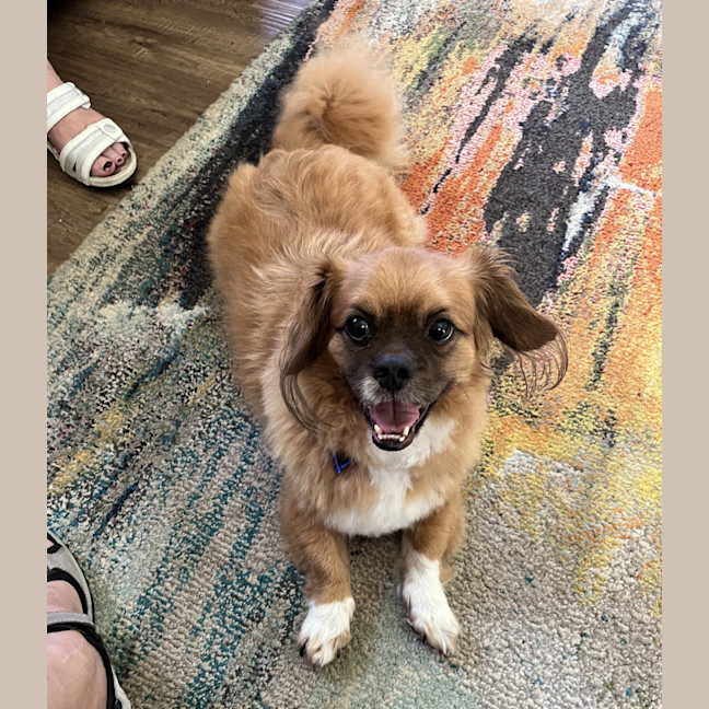 Photo of Matcha 💖Tibetan Spaniel (On Trial 3/2/26)