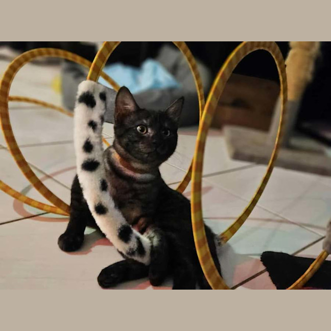 Photo of Yahtzee
