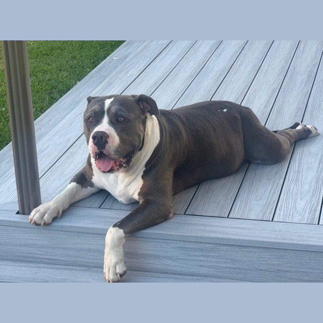 Photo of Biggie *$250 Adoption Fee*