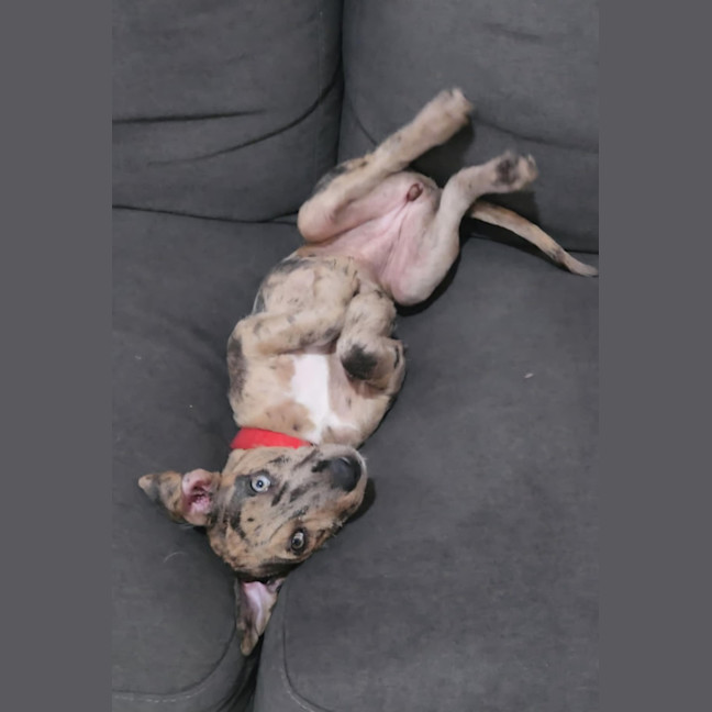 Photo of Cookie   13 Week Old Staffy X