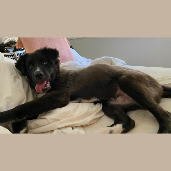 Photo of Monty   1 Year Old Husky X