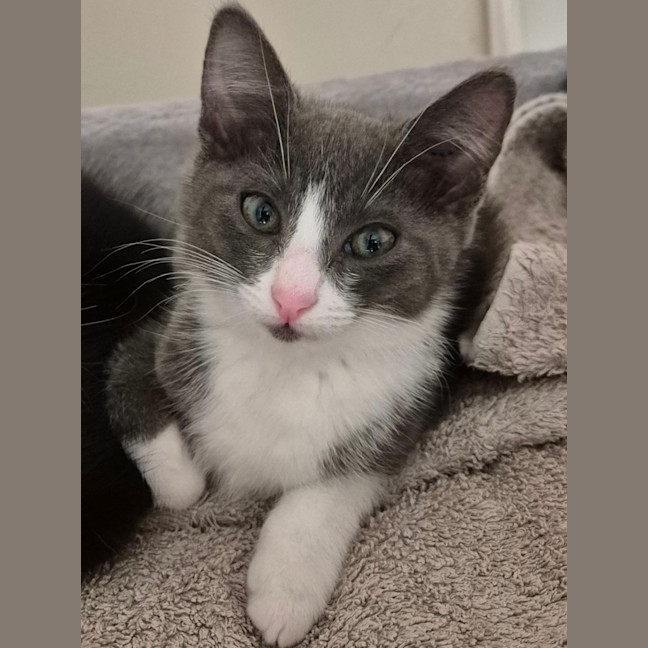 Photo of Mila Meet Me@Petstock Hastings Store 