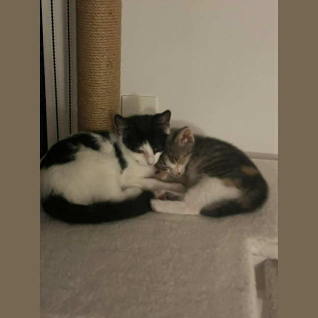 Photo of Venus