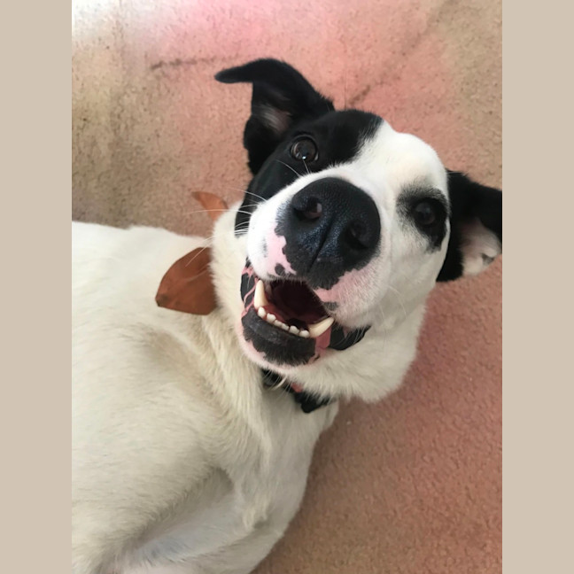 Photo of Sadie