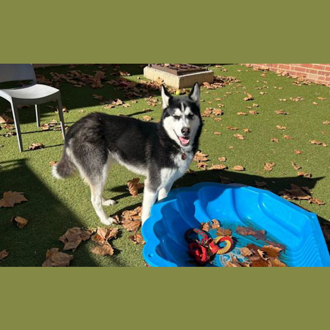 Photo of Shadow