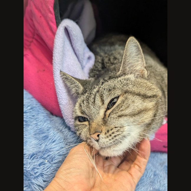Photo of Roxy
