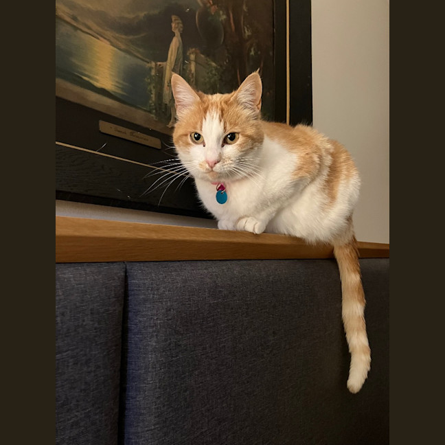 Photo of Luna