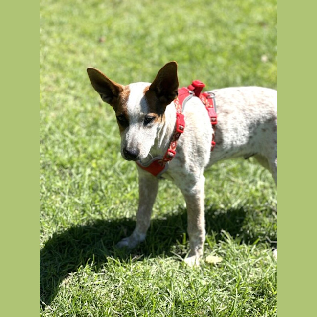 Photo of Darcy