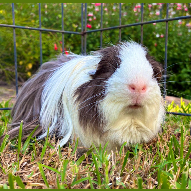 Photo of Grayson
