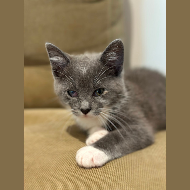 Photo of Dewey