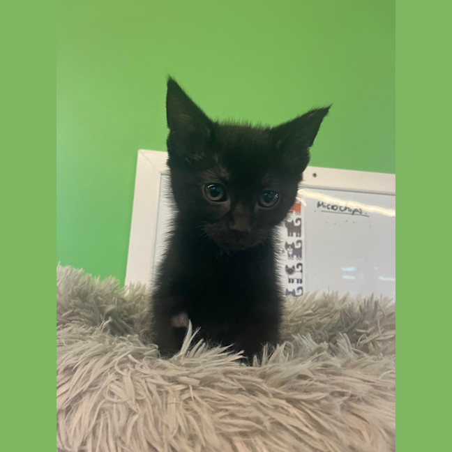 Photo of Captain Amelia