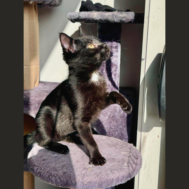 Photo of Mishka