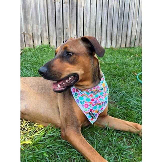 Photo of Gloria *$350 Adoption Fee*