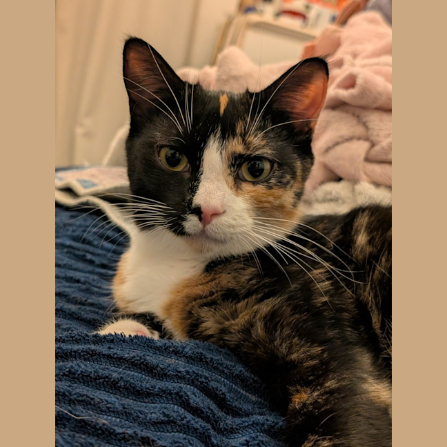 Photo of Jiji