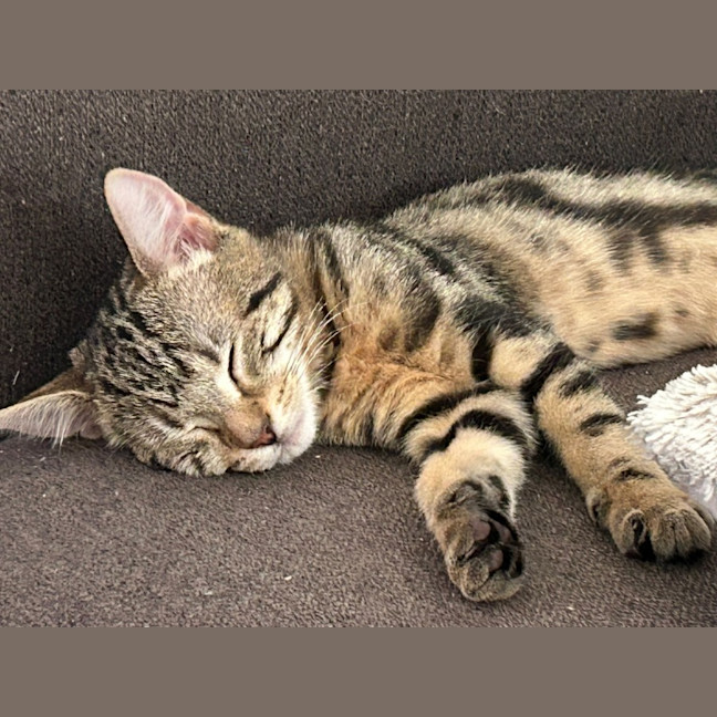 Photo of Zippy