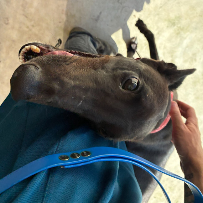 Photo of Star The Greyhound