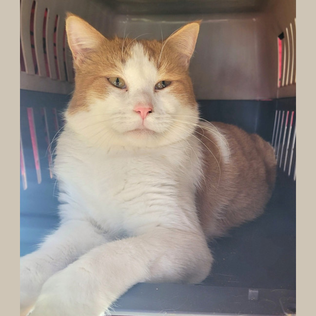 Photo of Thor ⚡️