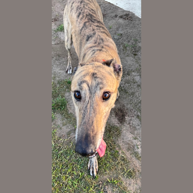 Photo of Hamish