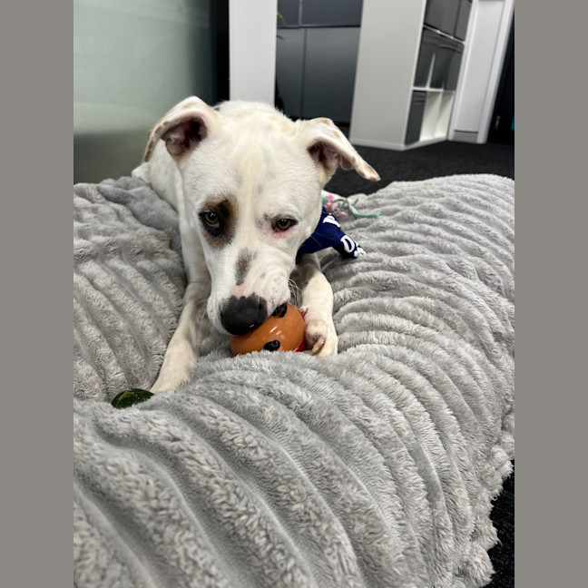Photo of Cookie