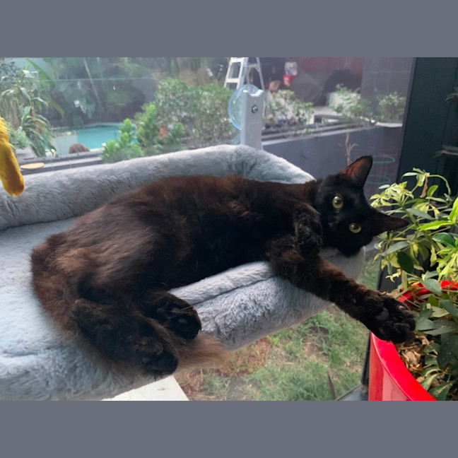 Photo of Ivy