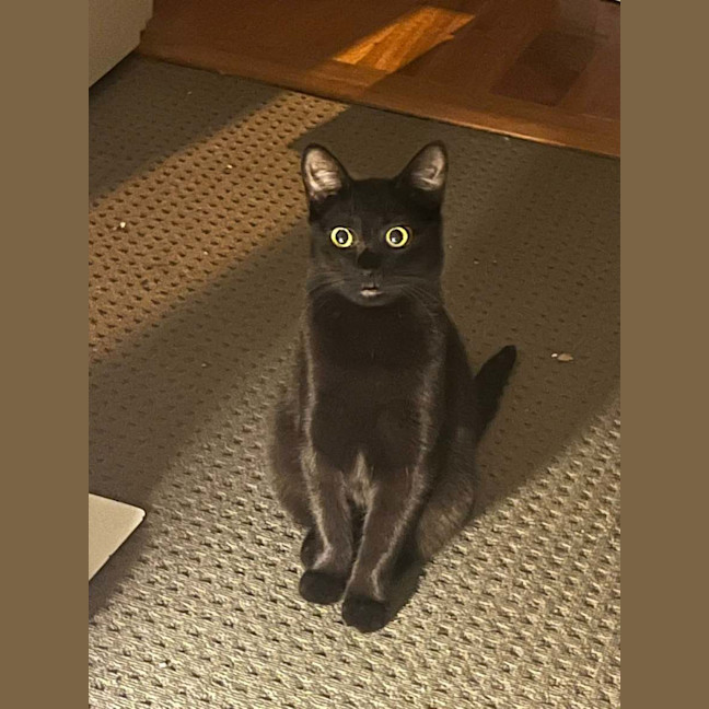 Photo of Pushpin