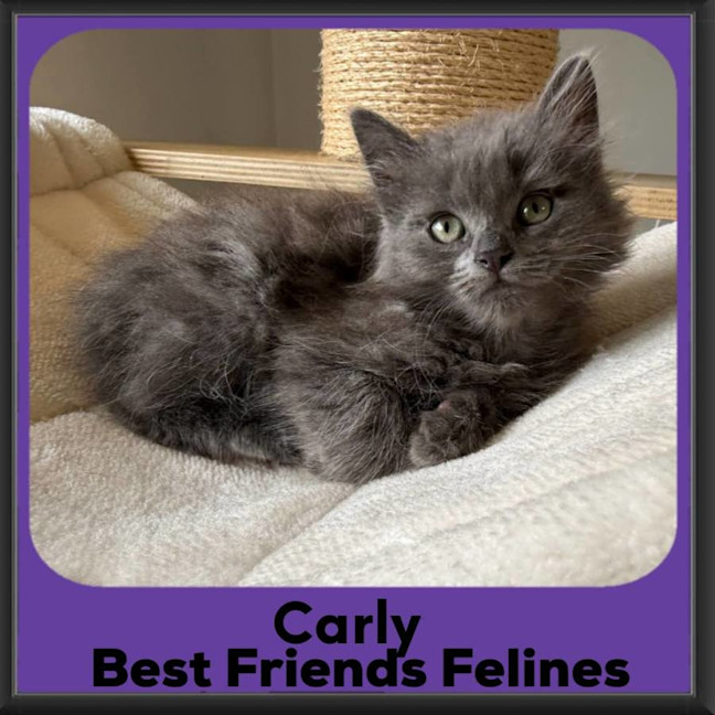 Photo of Carly 