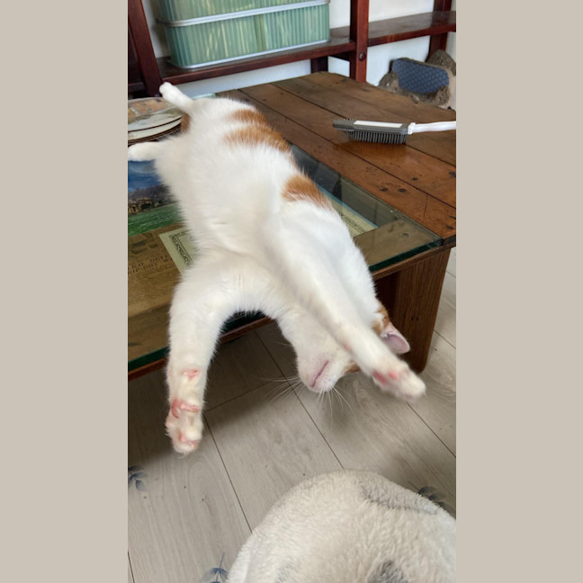 Photo of Tater Tot