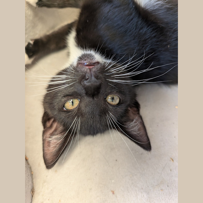 Photo of Socks