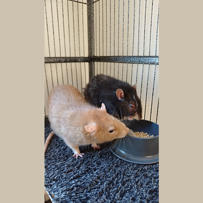 Photo of Banjo / Patterson