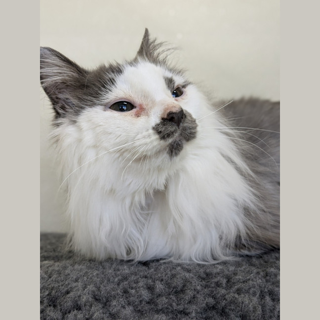 Photo of 🎪 Elmo 5400 🎪