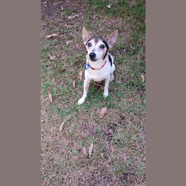 Photo of Raj   11 Year Old Tenterfield Terrier