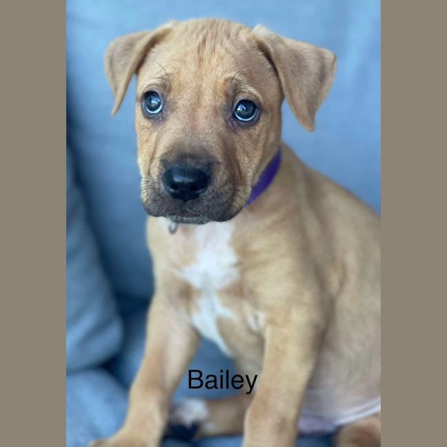 Photo of Bailey