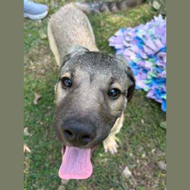 Photo of Bandit